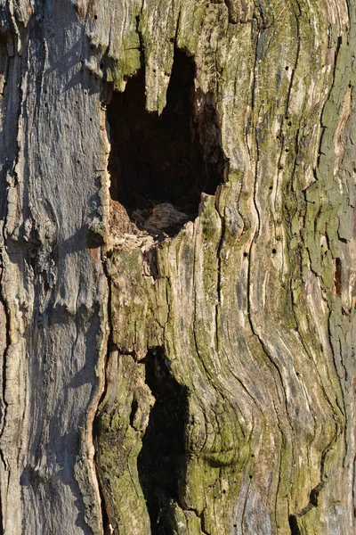 Närbild Ett Hål Ett Gammalt Träd — Stockfoto