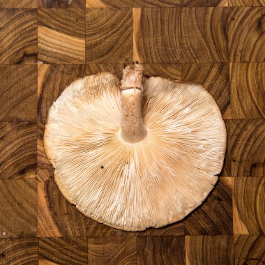 Shiitake mantar kesme woodboard arka plan üzerinde