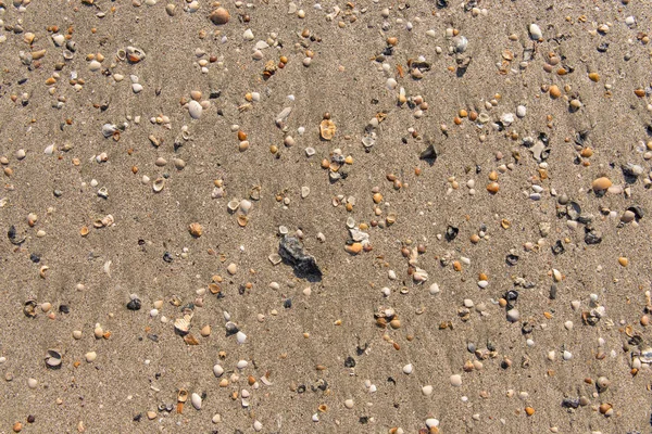 Diverse Shells Sand Pattern Ocean Beach — Stock Photo, Image