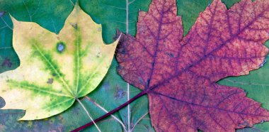 Sonbahar Yaprakları