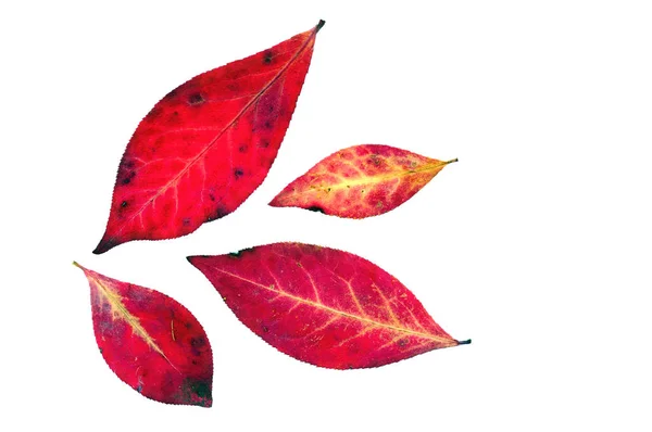 Fall Leaves — Stock Photo, Image