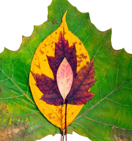 Fall Leaves — Stock Photo, Image