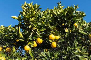 Portakal Ağları Kuş Ağı ile Korunuyor
