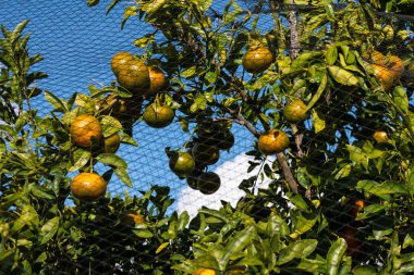 Ağaçtaki Mandarinler Kuş Ağı ile Korunuyor
