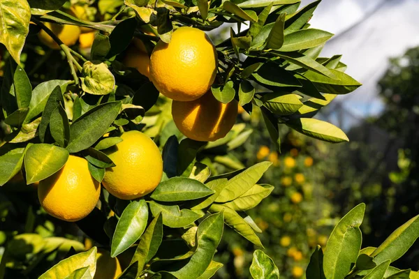 Orangen im Baum mit Vogelnetz geschützt — Stockfoto