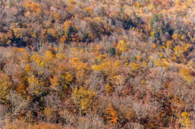 Blue Ridge Parkway Görüşü
