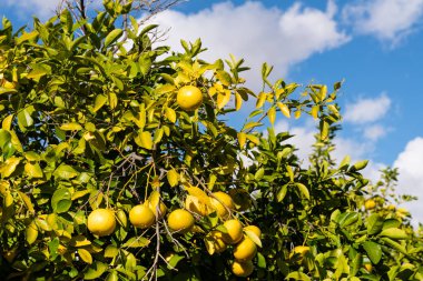Ağaçtan sarkan greyfurt kümeleri