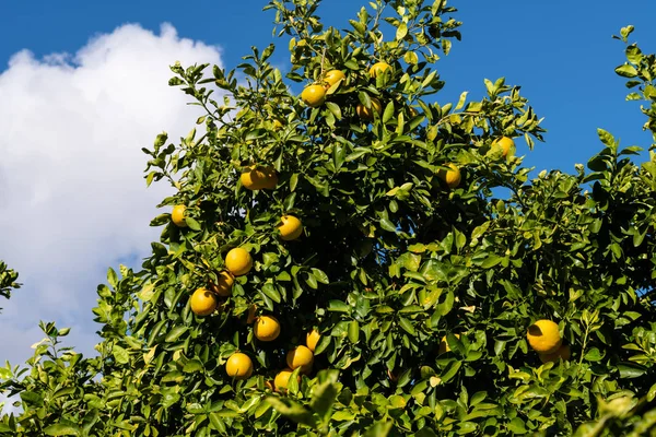 Seskupení grapefruitů visících ze stromu — Stock fotografie