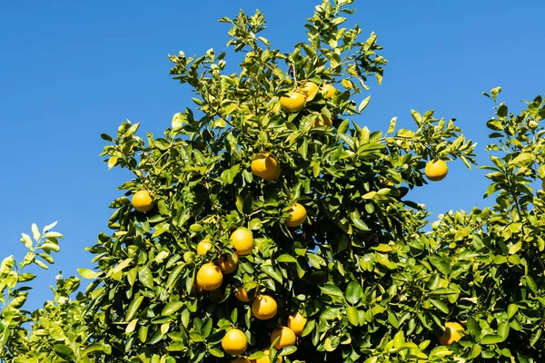 Seskupení grapefruitů visících ze stromu — Stock fotografie