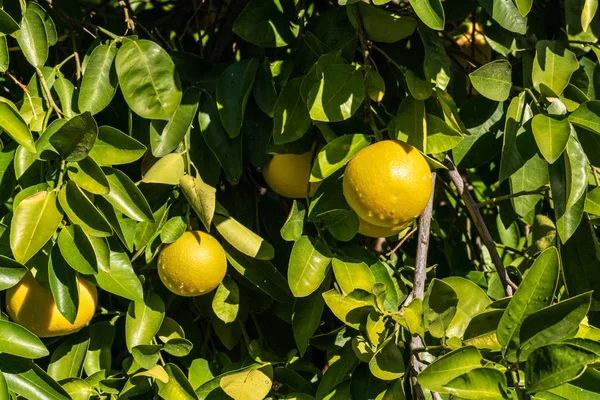 Trauben von Grapefruits hängen am Baum — Stockfoto