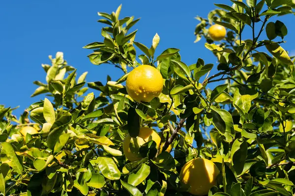 Trauben von Grapefruits hängen am Baum — Stockfoto