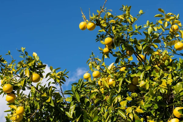 Seskupení grapefruitů visících ze stromu — Stock fotografie