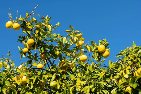 Trauben von Grapefruits hängen am Baum — Stockfoto