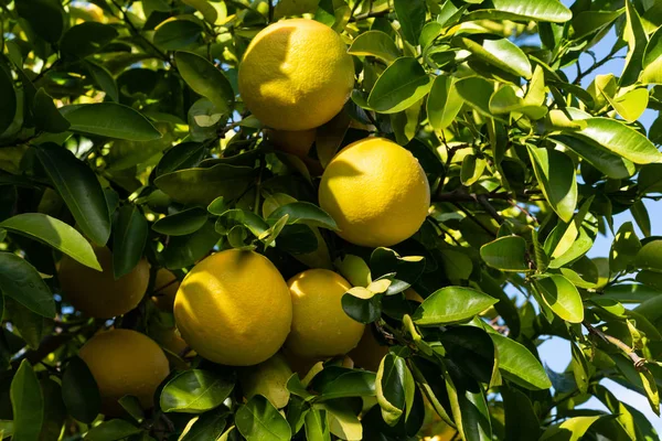 Kluster av grapefrukter som hänger från träd — Stockfoto