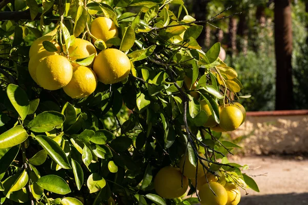Ağaçtan sarkan greyfurt kümeleri