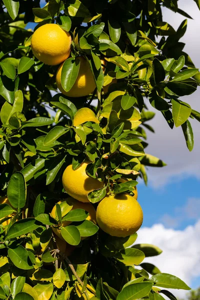 Seskupení grapefruitů visících ze stromu — Stock fotografie