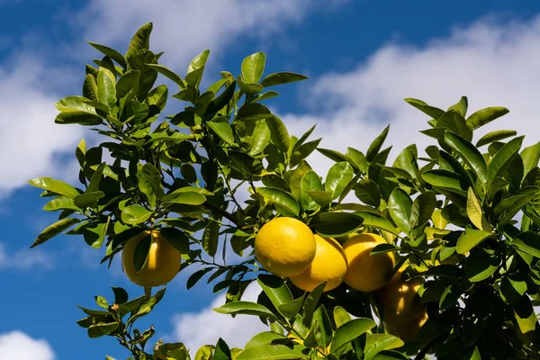 Seskupení grapefruitů visících ze stromu — Stock fotografie