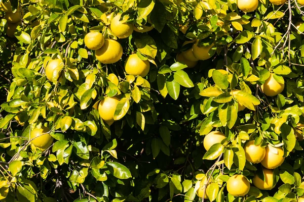 Trauben von Grapefruits hängen am Baum — Stockfoto