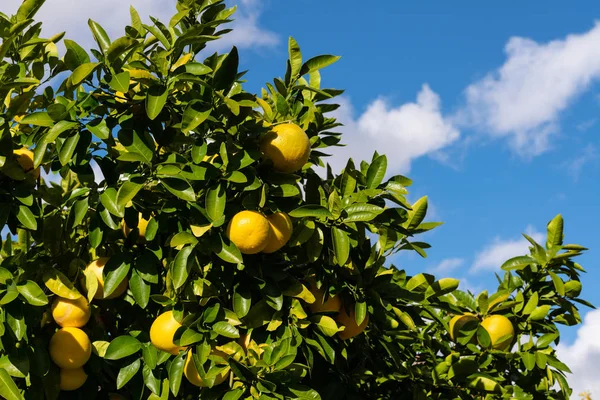 Trauben von Grapefruits hängen am Baum — Stockfoto