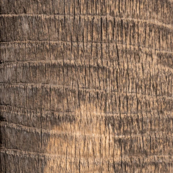 Palmeira textura fundo — Fotografia de Stock