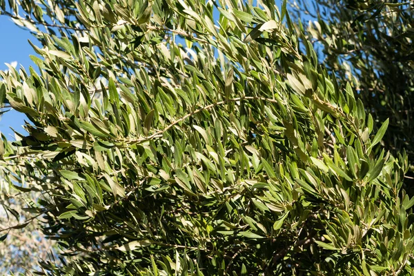 Unga olivträdgrenar — Stockfoto