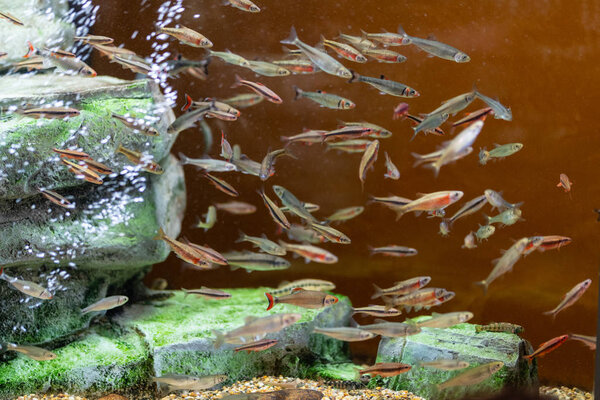 School of Fish at South Carolina Aquarium