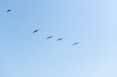 Kahverengi Pelikan Uçuşu