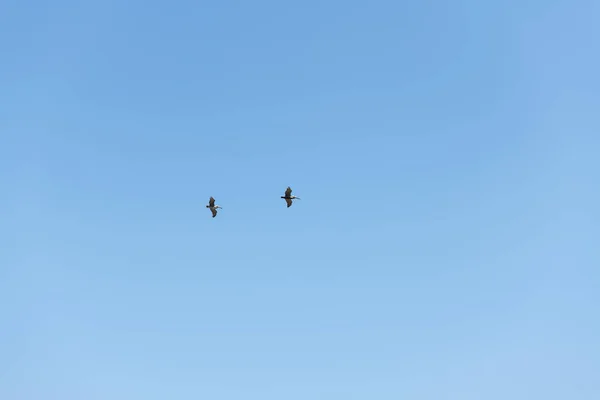 Brown Pelican Flight — Stock Photo, Image