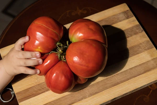 Tomate feio suculento colorido — Fotografia de Stock