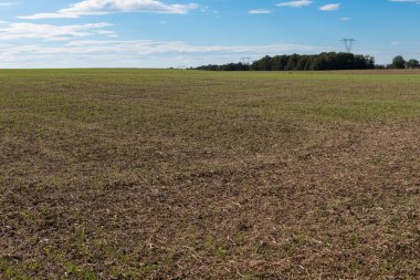 Geniş tarımsal alanda yetişen yeşil bitkiler..