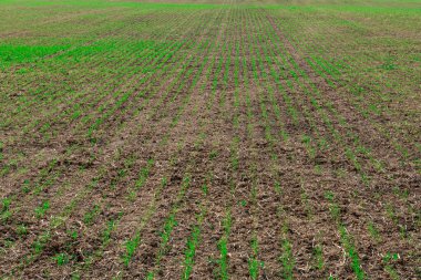 Geniş tarımsal alanda yetişen yeşil bitkiler..