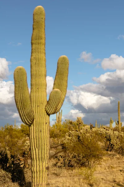 Közelkép Egy Saguaro Kaktusz Arizona Sivatagban Amerikai Egyesült Államok — Stock Fotó