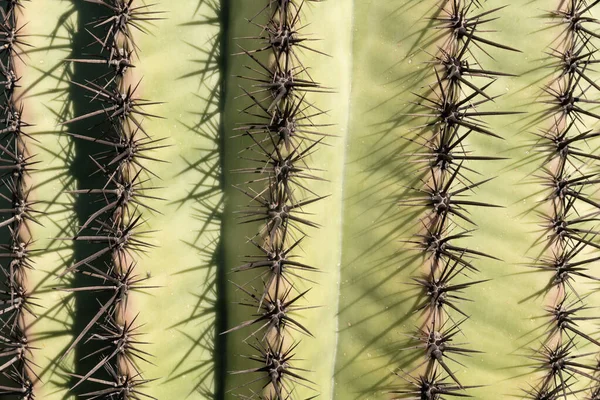 Közelkép Egy Saguaro Kaktusz Arizona Sivatagban Amerikai Egyesült Államok — Stock Fotó