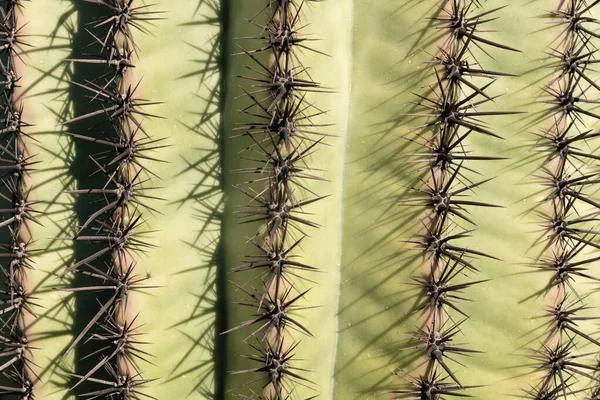 Närbild Saguaro Kaktus Arizona Öknen Usa — Stockfoto