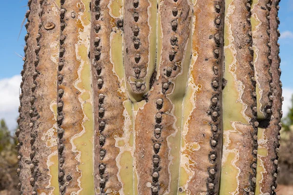 Detailní Záběr Kaktusu Saguaro Poušti Arizona Spojené Státy Americké — Stock fotografie