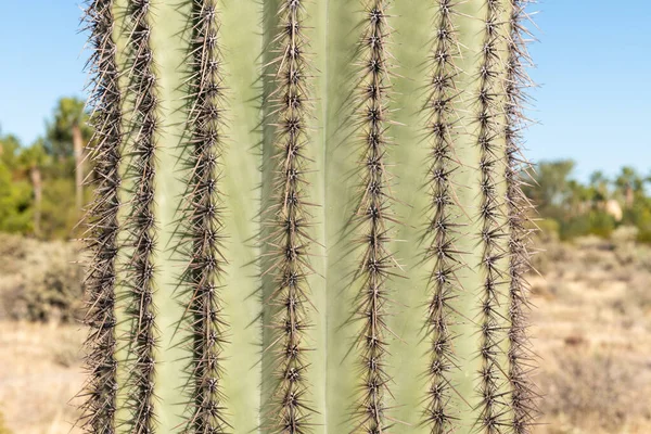 Közelkép Egy Saguaro Kaktusz Arizona Sivatagban Amerikai Egyesült Államok — Stock Fotó