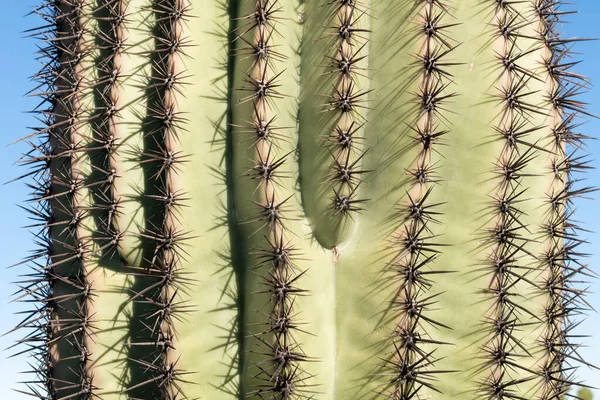 美利坚合众国亚利桑那州沙漠中的一个Saguaro仙人掌的遮掩 — 图库照片