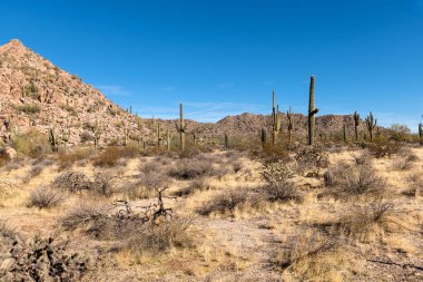 Arizona Sonoran Çölü 'nde çeşitli kaktüsler ve çöl bitkileri manzarası.