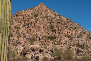 Arizona Sonoran Çölü 'nde çeşitli kaktüsler ve çöl bitkileri manzarası.
