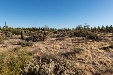 Arizona Sonoran Çölü 'nde çeşitli kaktüsler ve çöl bitkileri manzarası.