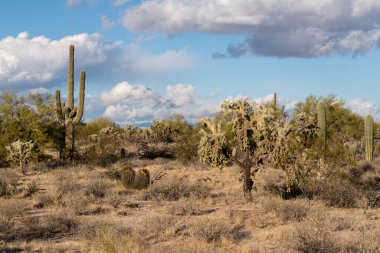 Arizona Sonoran Çölü 'nde çeşitli kaktüsler ve çöl bitkileri manzarası.