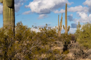 Arizona Sonoran Çölü 'nde çeşitli kaktüsler ve çöl bitkileri manzarası.