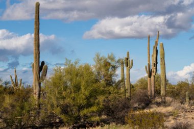 Arizona Sonoran Çölü 'nde çeşitli kaktüsler ve çöl bitkileri manzarası.