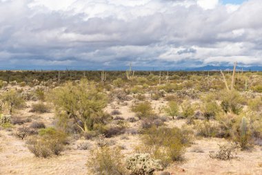 Arizona Sonoran Çölü 'nde çeşitli kaktüsler ve çöl bitkileri manzarası.