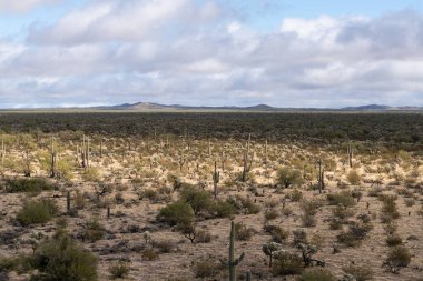 Arizona Sonoran Çölü 'nde çeşitli kaktüsler ve çöl bitkileri manzarası.