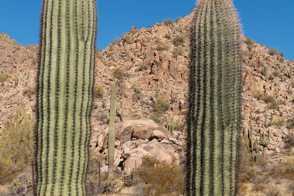 Olika Kaktus Och Ökenväxter Landskap Landskap Arizona Sonoran Öknen — Stockfoto