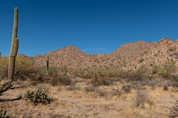 Různé Kaktusy Pouštních Rostlin Krajiny Krajiny Arizona Sonoran Poušti — Stock fotografie