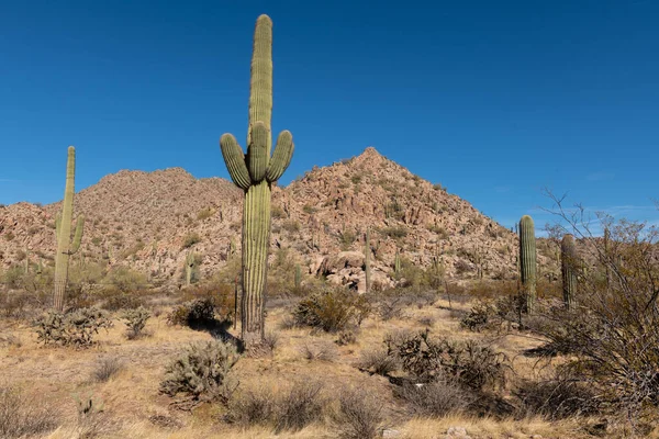 Különböző Kaktusz Sivatagi Növények Táj Táj Arizona Sonoran Sivatag — Stock Fotó