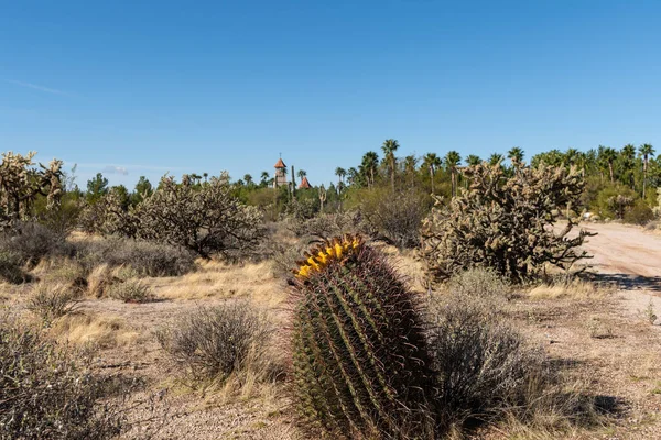 Various cactus and desert plants landscape scenery in Arizona Sonoran desert.