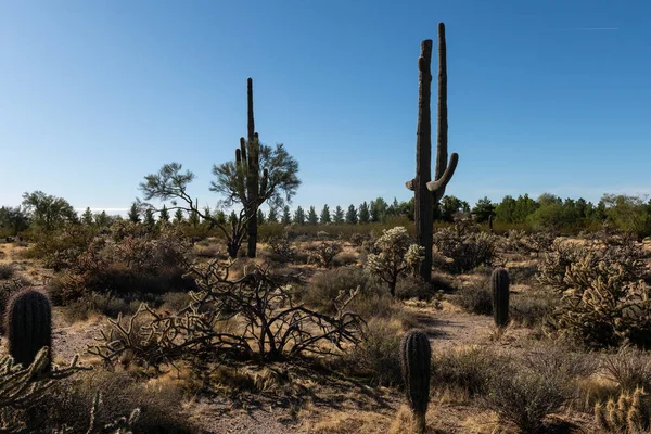 Különböző Kaktusz Sivatagi Növények Táj Táj Arizona Sonoran Sivatag — Stock Fotó